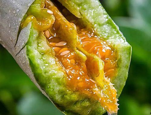 二茬瓜可以吃,美味与营养的双重享受