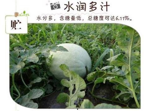 白瓜能淹了吃,夏日消暑佳品