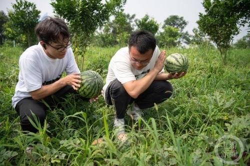 重庆各大高校吃瓜群,校园八卦热传背后的故事