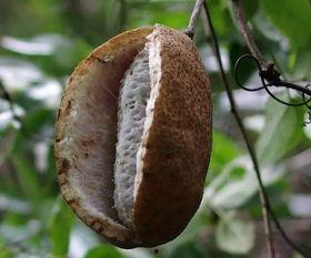 月月吃八月瓜,八月瓜的甜蜜时光