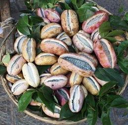 月月吃八月瓜,八月瓜的甜蜜时光