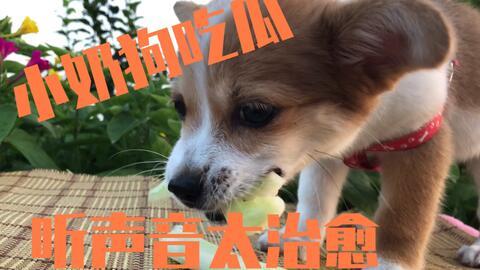 狗吃瓜有事吗,揭秘宠物饮食中的趣味与学问