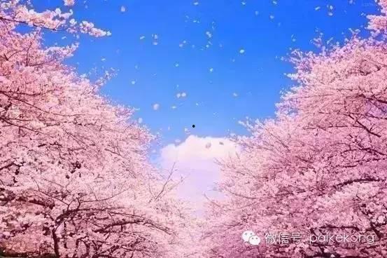 qq樱花社吃瓜,揭秘QQ群内吃瓜大事件