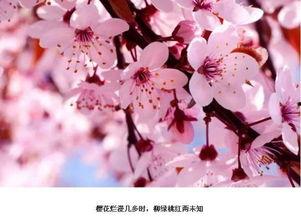 qq樱花社吃瓜,揭秘QQ群内吃瓜大事件