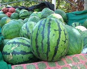 怎么才叫吃瓜,揭秘“吃瓜”背后的真相与乐趣