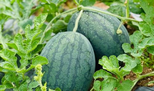 整治吃瓜,共建清朗网络空间