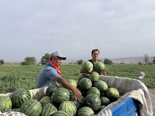 天涯227吃瓜,一场网络狂欢背后的真相