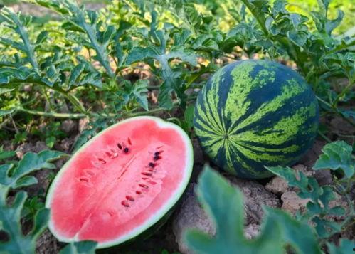 隆丰吃瓜,揭秘娱乐圈幕后故事