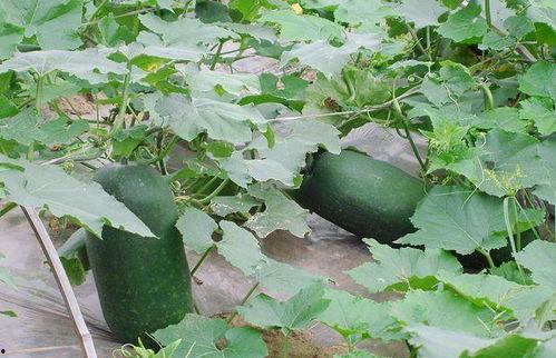 开花还吃瓜,共享自然之美