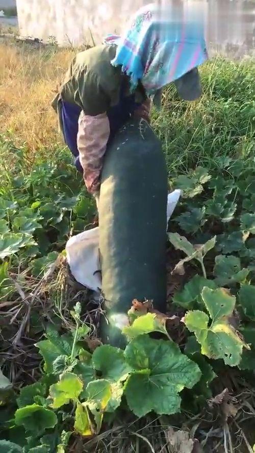 吃瓜会烂嘴,揭秘“吃瓜会烂嘴”背后的真相