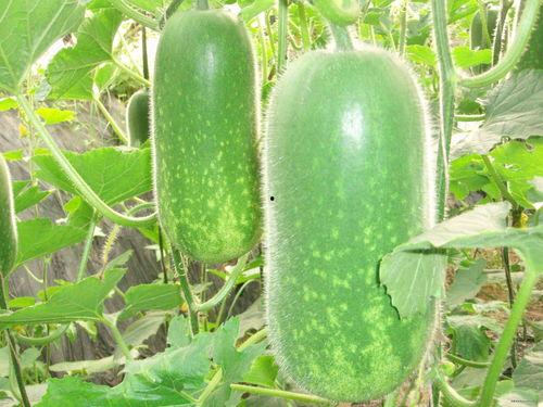 51吃瓜今日吃瓜必吃中学