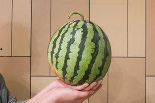 塞车时吃瓜趣事,瓜田里的欢乐时光  第3张