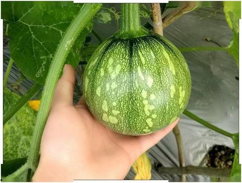 重庆程佳佳吃瓜,揭秘网络热议背后的真相  第2张