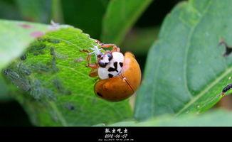 吃瓜叶的瓢虫,大自然的微型守护者