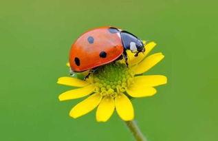 吃瓜叶的瓢虫,大自然的微型守护者  第2张