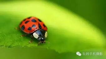 吃瓜叶的瓢虫,大自然的微型守护者  第3张