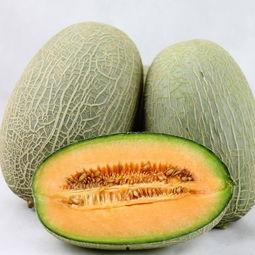 天天吃哈密瓜