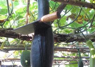 坎瓜能怎么吃,创意烹饪方法大盘点  第3张