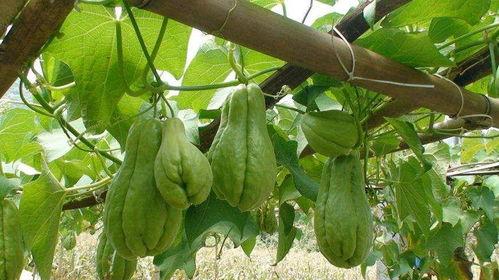 小狗可以吃佛手瓜,揭秘佛手瓜的可爱食趣