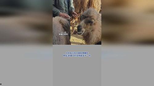 小骆驼吃瓜,小骆驼的夏日瓜果盛宴  第3张