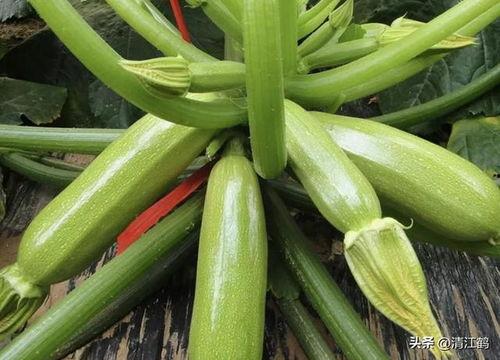 白龙喜欢吃瓜  第3张