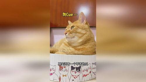 猫觉吃瓜,揭秘喵星人的娱乐生活