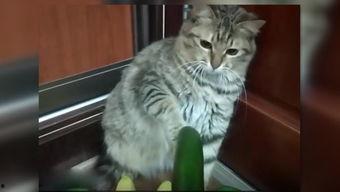 猫觉吃瓜,揭秘喵星人的娱乐生活